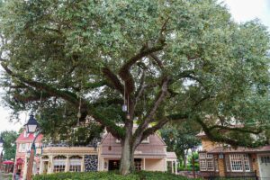 Liberty Tree at the Magic Kingdom